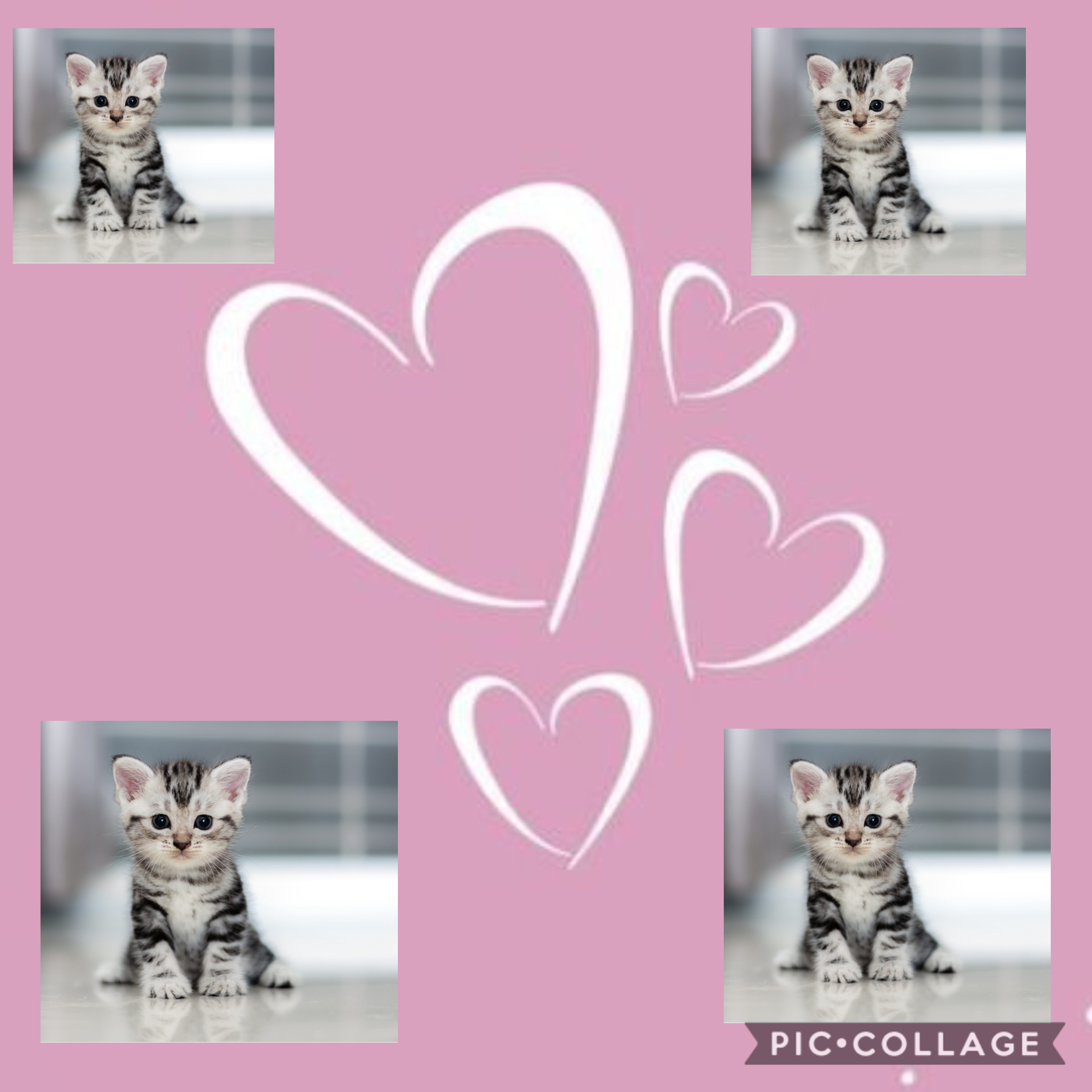 Cute Cat Background 