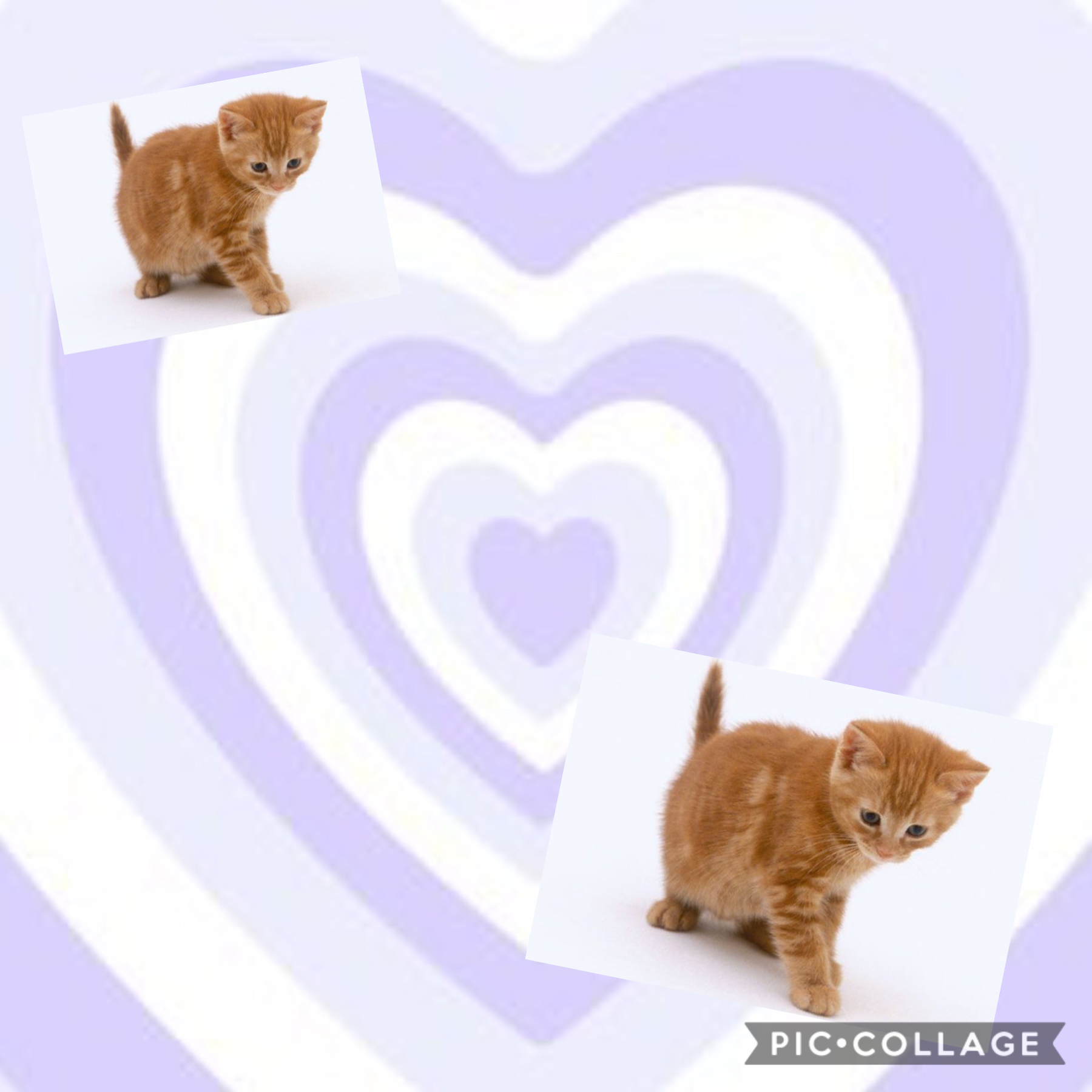 Purple Cat Background 